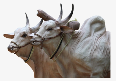 Brahma, Cattle, Sculpture, Cops, Agriculture, Animals - Indian Transparent Ox Png, Png Download, Transparent PNG
