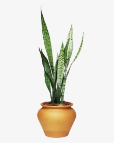 African House Plant, HD Png Download, Transparent PNG