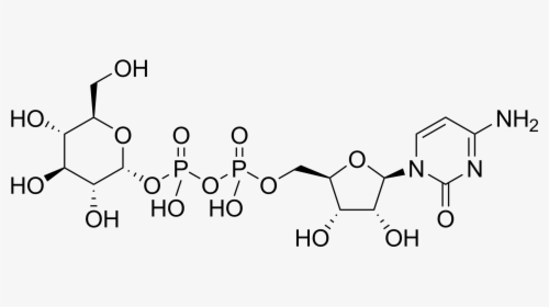 Cytidine Diphosphate Glucose - Dtdp Glucose, HD Png Download, Transparent PNG