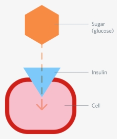 The Role Of Insulin - Insulin Attached To Cell, HD Png Download, Transparent PNG
