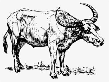 Clip Art Black And White Carabao, HD Png Download, Transparent PNG