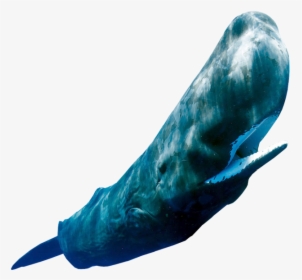 #2245695321, Free Download Wallpaper - Transparent Sperm Whale, HD Png Download, Transparent PNG
