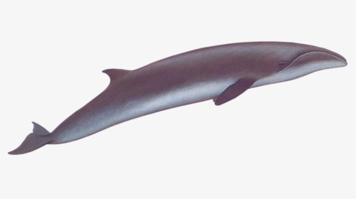 Transparent Whale Right - Pygmy Right Whale Png, Png Download, Transparent PNG