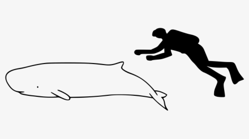 Pink River Dolphin Size, HD Png Download, Transparent PNG