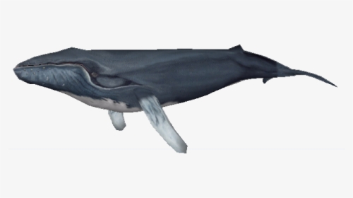 Zoo Tycoon 2 Humpback Whale, HD Png Download, Transparent PNG