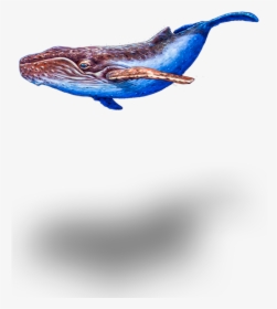 Seeking The Enchanted Forest - Humpback Whale, HD Png Download, Transparent PNG