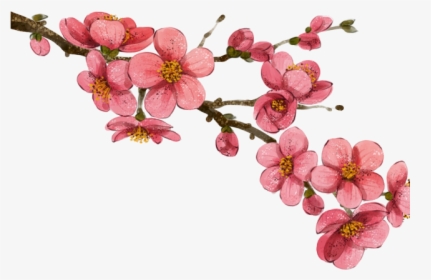 Korea Cherry Blossom Drawing, HD Png Download, Transparent PNG