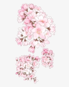 Cherry Blossom, HD Png Download, Transparent PNG
