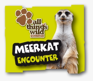 Meerkat, HD Png Download, Transparent PNG