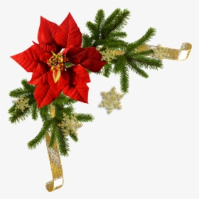 Poinsettia Flower, HD Png Download, Transparent PNG