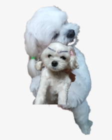 또리 Tory Freetoedit - Companion Dog, HD Png Download, Transparent PNG