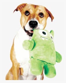 Dog With New Toy, HD Png Download, Transparent PNG