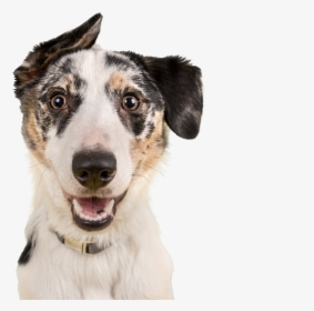Shop Bow Wow Wow - Professional Photos Of Dogs Happy, HD Png Download, Transparent PNG