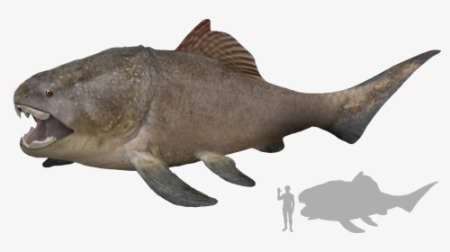 Dunkleosteus Artist S Impression - Accurate Dunkleosteus, HD Png Download, Transparent PNG