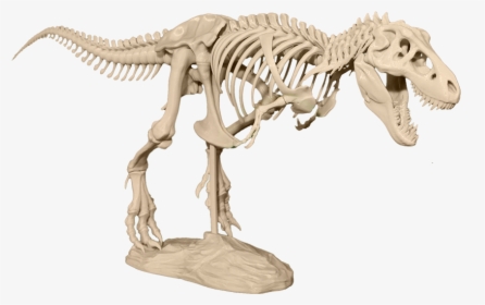 Transparent T Rex Skeleton Png - T Rex Skeleton 3d Model, Png Download, Transparent PNG