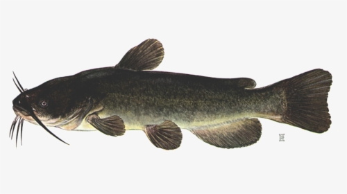 Brown Bullhead Catfish, HD Png Download, Transparent PNG
