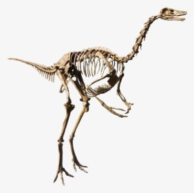 Struthiomimus Isolated - Struthiomimus Dinosaur, HD Png Download, Transparent PNG