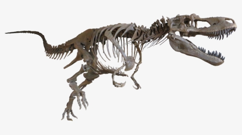 Daspletosaurus Cast Mount - Dinosaur Bones No Background, HD Png Download, Transparent PNG