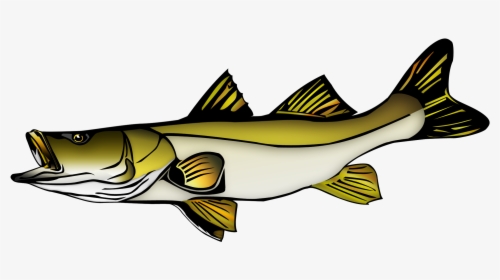 Fish Vector Snook - Snook Clip Art, HD Png Download, Transparent PNG