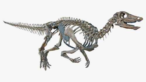 Dinosaur Transparent Background Skeleton, HD Png Download, Transparent PNG