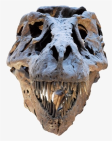 Field Museum Of Natural History, HD Png Download, Transparent PNG
