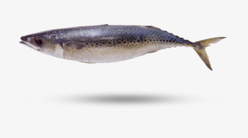 Atlantic Mackerel - Sardine, HD Png Download, Transparent PNG