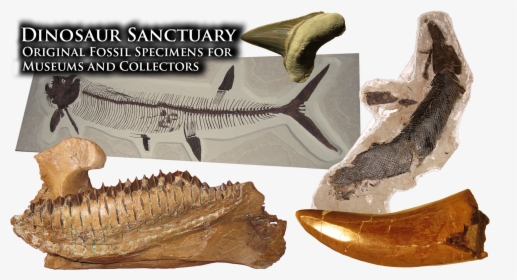 Supplying The World S Finest Museums With Fossil Specimens - Museum, HD Png Download, Transparent PNG