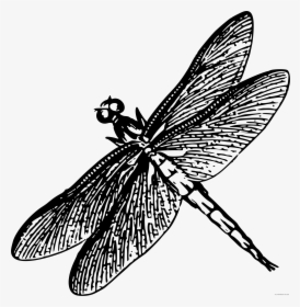 Transparent Dragonfly Silhouette Png - Drawing Of Dragonfly Black And White, Png Download, Transparent PNG