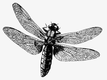 Dragonfly - Copyright Free Black And White, HD Png Download, Transparent PNG