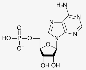 Adenosine Diphosphate, HD Png Download, Transparent PNG