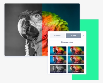 Bully - Big Parrot, HD Png Download, Transparent PNG
