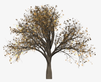 Transparent Elm Tree Clipart - Tree Aesthetic Transparent, HD Png Download, Transparent PNG