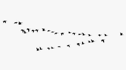 Genuine Leadership By Silke Thomsen, Phd - Birds In Dark Clouds, HD Png Download, Transparent PNG