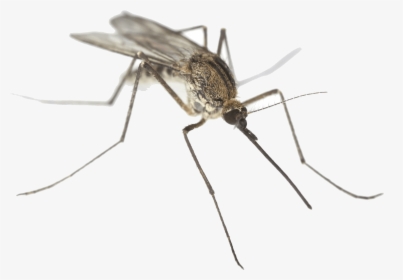Mosquito Png Png - Mosquito Eee, Transparent Png, Transparent PNG