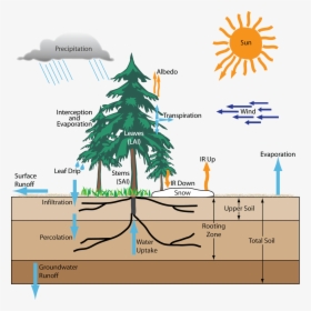 Forest And Hydrological Cycle, HD Png Download, Transparent PNG