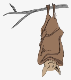 Misconceptions, Human Activities , And Now White-nose - Hibernating Bat Clip Art, HD Png Download, Transparent PNG