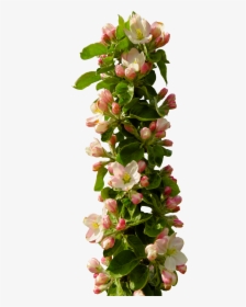 Spring, Apple Blossom, Blossom, Bloom, Apple Tree - Flower Composition Png, Transparent Png, Transparent PNG