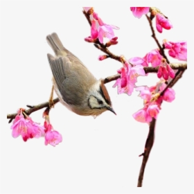 #png #spring #springtime #bird #scspring #remixit - Spring 300 X 300, Transparent Png, Transparent PNG