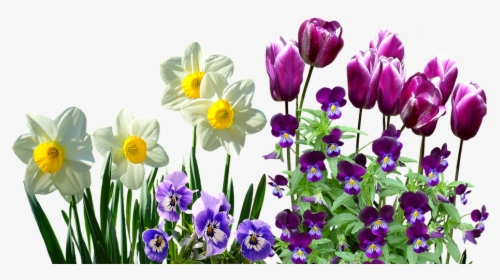 Spring, Daffodils, Osterglocken, Tulips, Stirmütterchen - Daffodils Transparent, HD Png Download, Transparent PNG