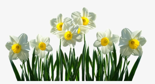 Daffodils, Osterglocken, Spring, Easter, Spring Flowers - Daffodils Transparent, HD Png Download, Transparent PNG