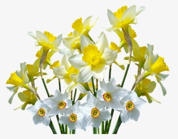 Spring, Daffodils, Osterglocken, Easter, Spring Flowers - Transparent Daffodils Png, Png Download, Transparent PNG