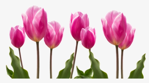 Spring, Tulips, Pink, Nature, Flower, Flowers, Plant - Glad Mors Dag, HD Png Download, Transparent PNG