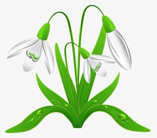 Spring Clipart Free - Snowdrop Clipart, HD Png Download, Transparent PNG