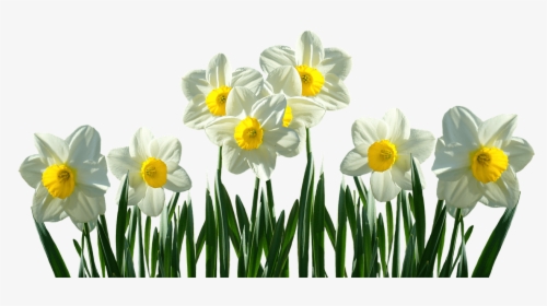 Daffodils Transparent, HD Png Download, Transparent PNG