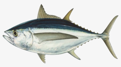 Fish Tuna Seafood - Streamline Body Of Fish, HD Png Download, Transparent PNG