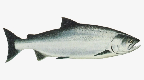Salmon Png Transparent - Oncorhynchus Tshawytscha, Png Download, Transparent PNG