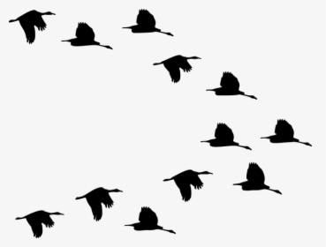 Flock, Ducks, Birds, Animals, Flying, Silhouette, Svg - Flock Of Birds Clipart, HD Png Download, Transparent PNG