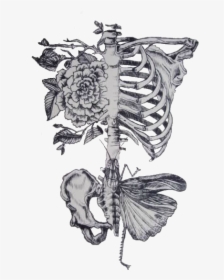 Rib Roses Butterfly Pelvis - Dont Need No Butterflies When You Give Me The Whole, HD Png Download, Transparent PNG