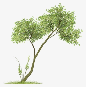Clipart Trees Watercolor - Tree Png For Picsart, Transparent Png, Transparent PNG