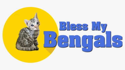 Bless My Bengals - Squitten, HD Png Download, Transparent PNG